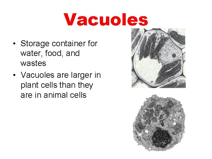 Vacuoles • Storage container for water, food, and wastes • Vacuoles are larger in