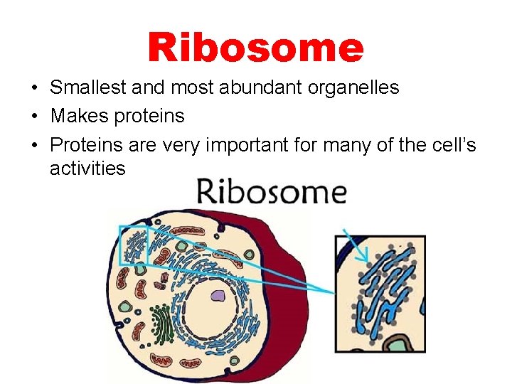 Ribosome • Smallest and most abundant organelles • Makes proteins • Proteins are very