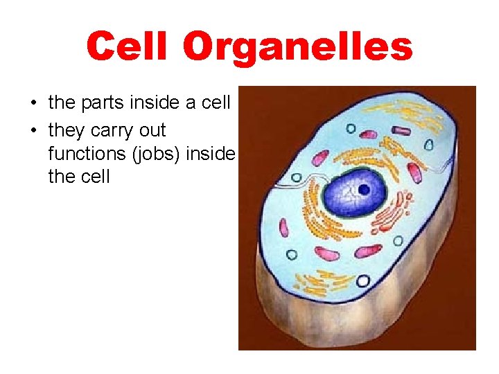 Cell Organelles • the parts inside a cell • they carry out functions (jobs)