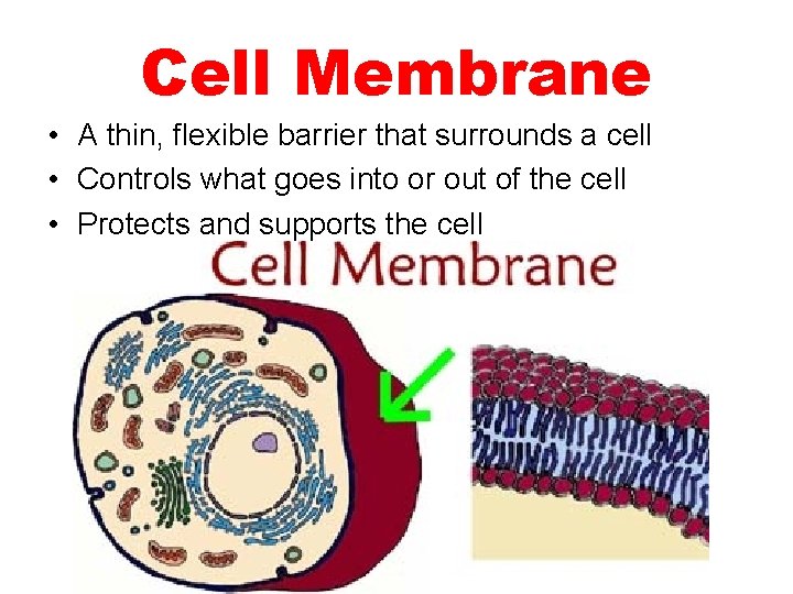 Cell Membrane • A thin, flexible barrier that surrounds a cell • Controls what