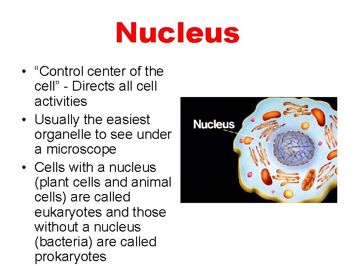 Nucleus • “Control center of the cell” - Directs all cell activities • Usually