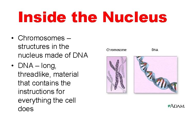 Inside the Nucleus • Chromosomes – structures in the nucleus made of DNA •