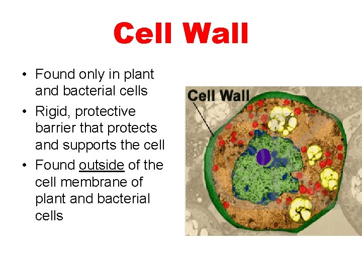 Cell Wall • Found only in plant and bacterial cells • Rigid, protective barrier