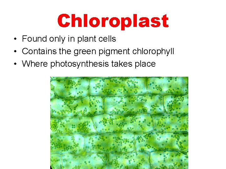 Chloroplast • Found only in plant cells • Contains the green pigment chlorophyll •