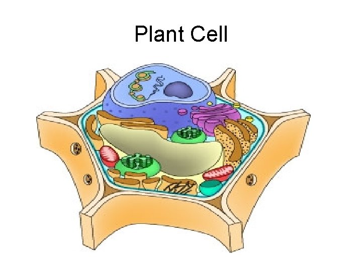 Plant Cell 