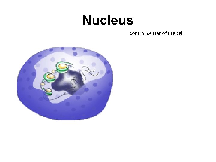 Nucleus control center of the cell 