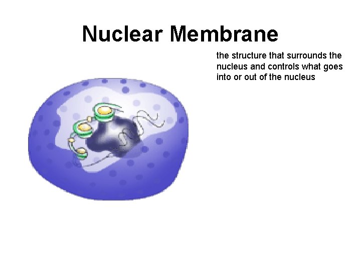 Nuclear Membrane the structure that surrounds the nucleus and controls what goes into or