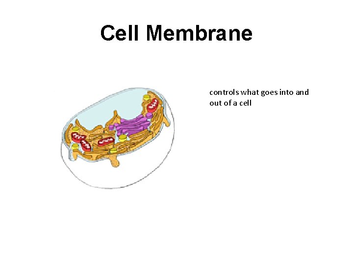 Cell Membrane controls what goes into and out of a cell 