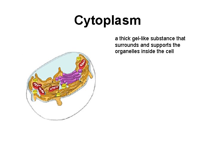 Cytoplasm a thick gel-like substance that surrounds and supports the organelles inside the cell