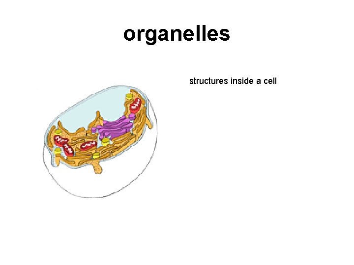organelles structures inside a cell 