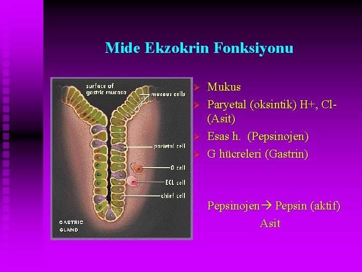Mide Ekzokrin Fonksiyonu Ø Ø Mukus Paryetal (oksintik) H+, Cl(Asit) Esas h. (Pepsinojen) G