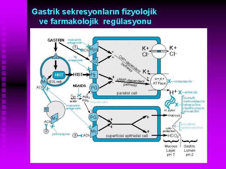 Gastrik sekresyonların fizyolojik ve farmakolojik regülasyonu 