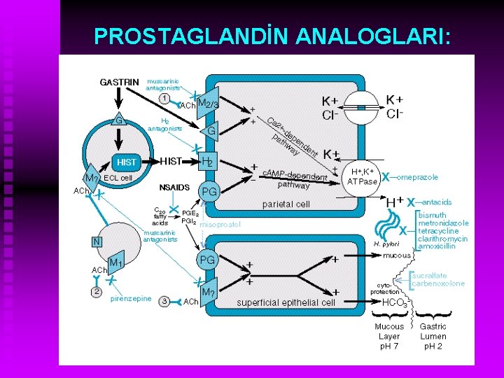 PROSTAGLANDİN ANALOGLARI: 