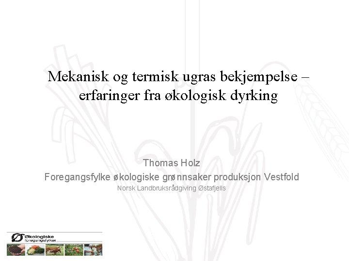 Mekanisk og termisk ugras bekjempelse – erfaringer fra økologisk dyrking P Thomas Holz Foregangsfylke