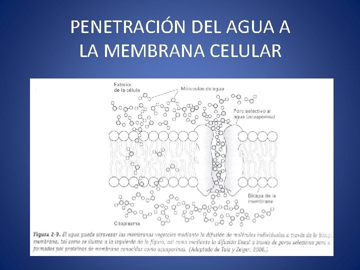 PENETRACIÓN DEL AGUA A LA MEMBRANA CELULAR 