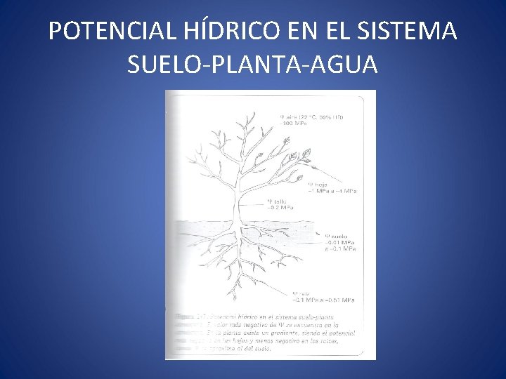 POTENCIAL HÍDRICO EN EL SISTEMA SUELO-PLANTA-AGUA 