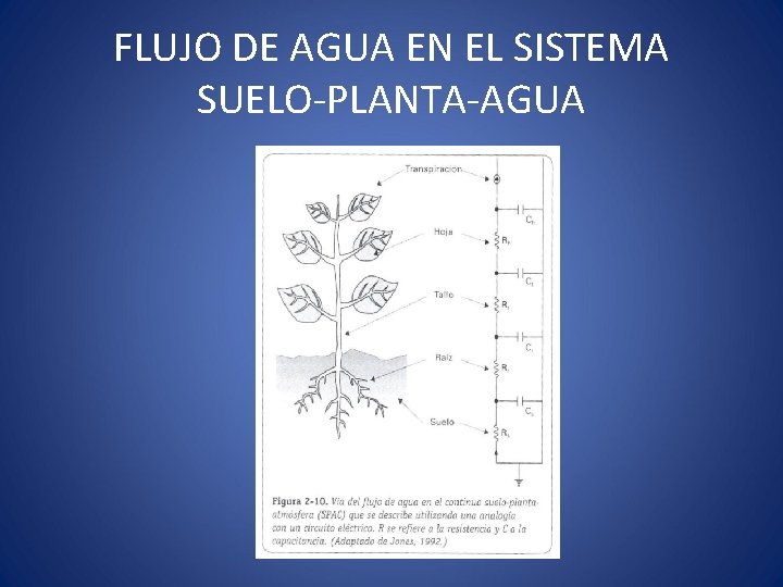 FLUJO DE AGUA EN EL SISTEMA SUELO-PLANTA-AGUA 