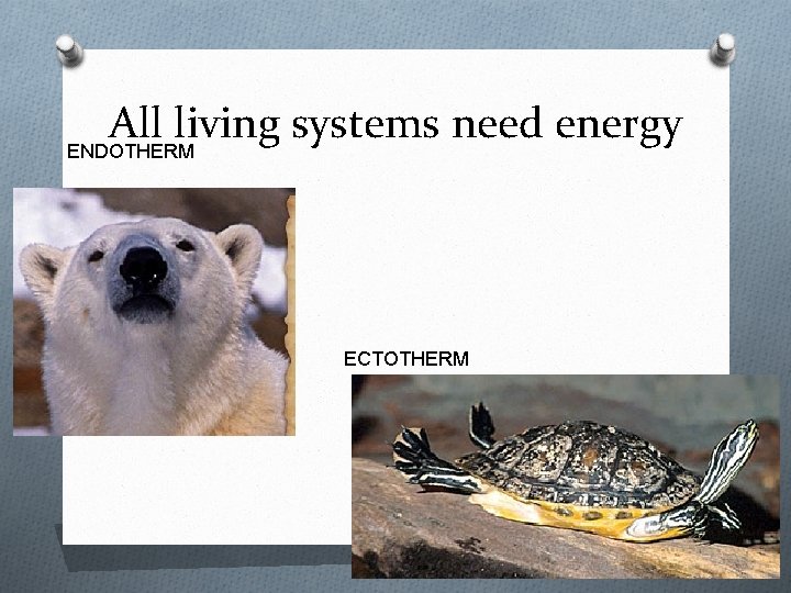 All living systems need energy ENDOTHERM ECTOTHERM 