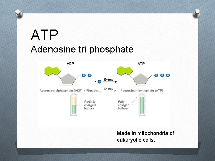 ATP Adenosine tri phosphate Made in mitochondria of eukaryotic cells. 