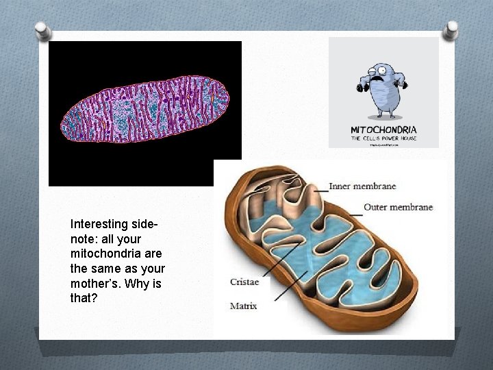 Interesting sidenote: all your mitochondria are the same as your mother’s. Why is that?