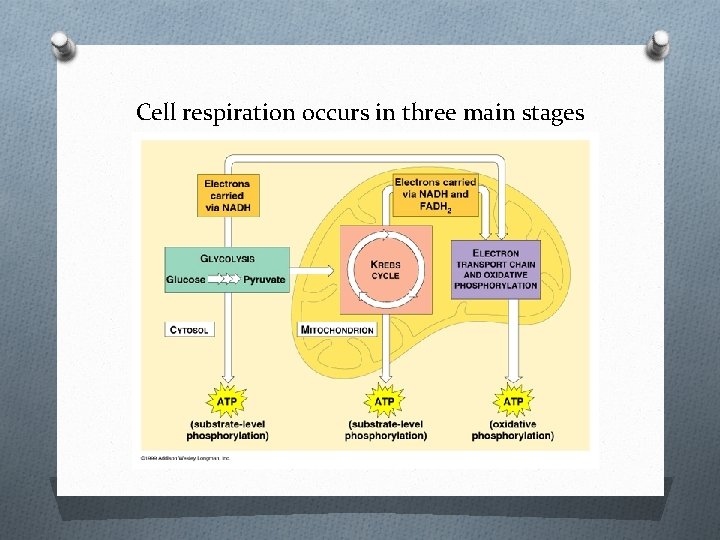 Cell respiration occurs in three main stages 