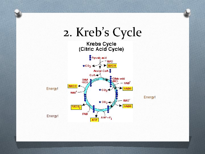 2. Kreb’s Cycle Energy! 