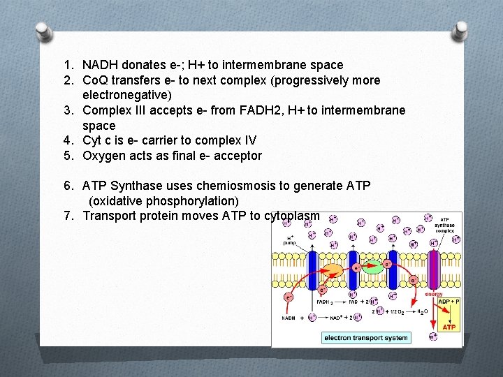 1. NADH donates e-; H+ to intermembrane space 2. Co. Q transfers e- to