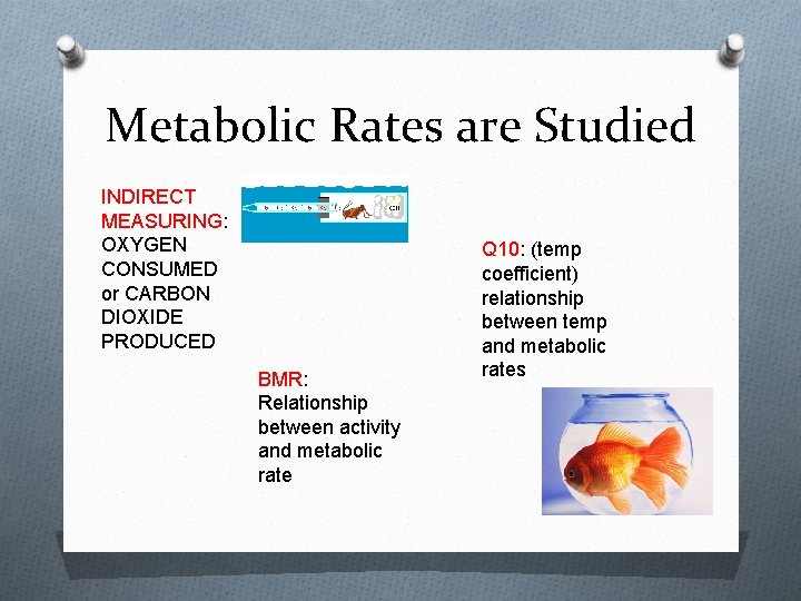 Metabolic Rates are Studied INDIRECT MEASURING: OXYGEN CONSUMED or CARBON DIOXIDE PRODUCED BMR: Relationship