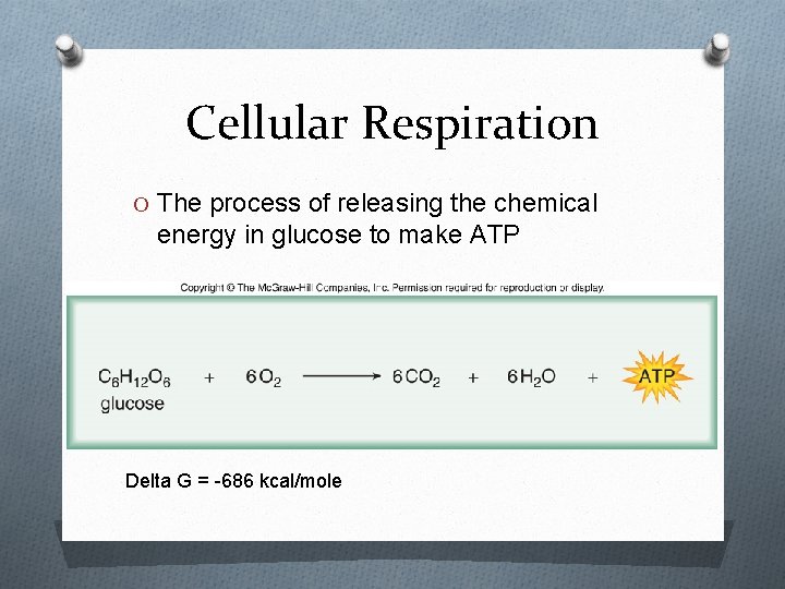 Cellular Respiration O The process of releasing the chemical energy in glucose to make