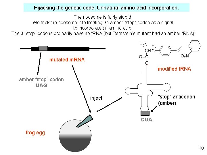 Hijacking the genetic code: Unnatural amino-acid incorporation. The ribosome is fairly stupid. We trick