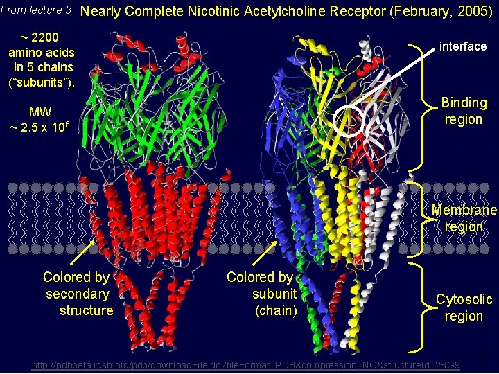 From lecture 3 Nearly Complete Nicotinic Acetylcholine Receptor (February, 2005) ~ 2200 amino acids