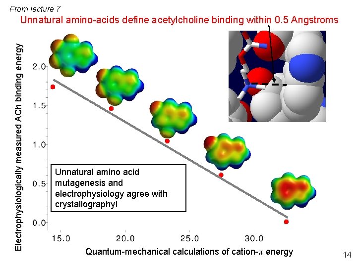 From lecture 7 Electrophysiologically measured ACh binding energy Unnatural amino-acids define acetylcholine binding within