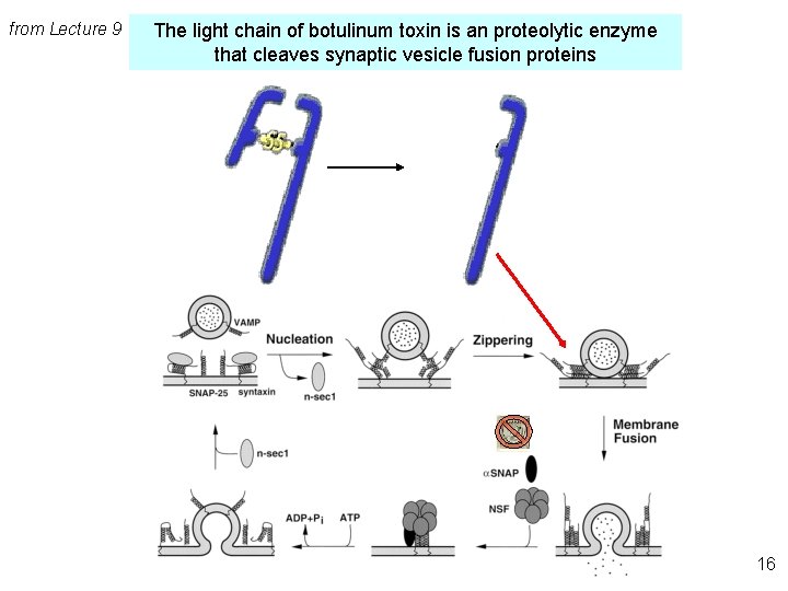 from Lecture 9 The light chain of botulinum toxin is an proteolytic enzyme that
