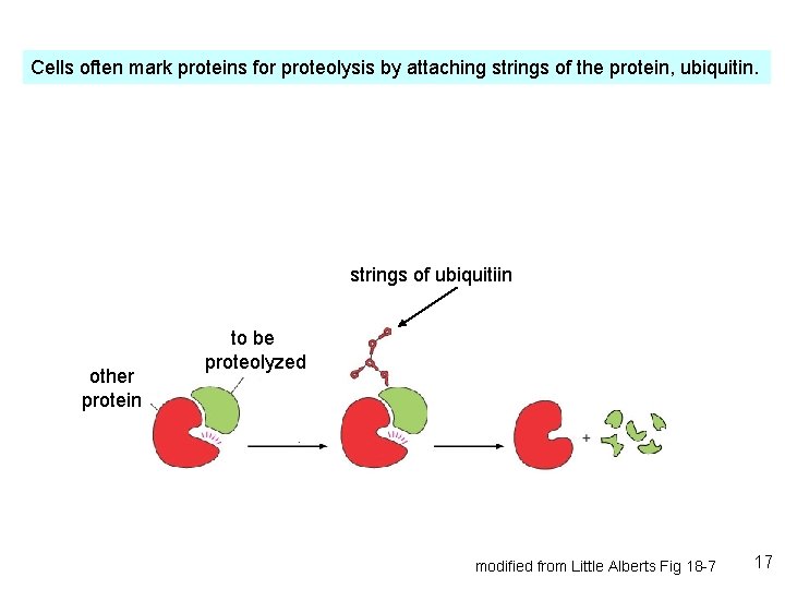 Cells often mark proteins for proteolysis by attaching strings of the protein, ubiquitin. strings