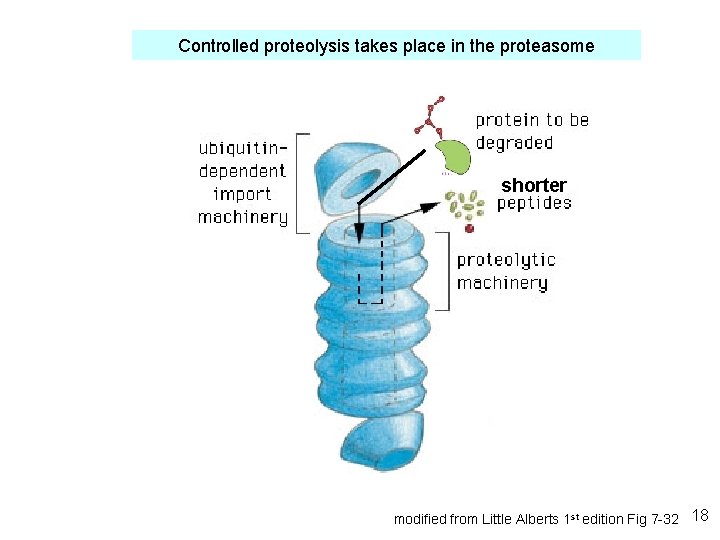 Controlled proteolysis takes place in the proteasome shorter modified from Little Alberts 1 st