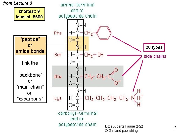 from Lecture 3 shortest: 9 longest: 5500 “peptide” or amide bonds 20 types side