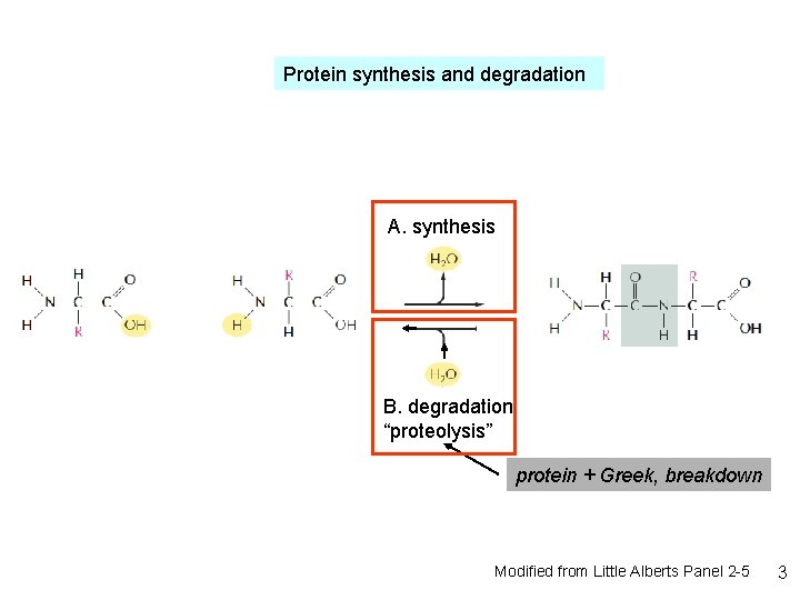 Protein synthesis and degradation A. synthesis B. degradation “proteolysis” protein + Greek, breakdown Modified