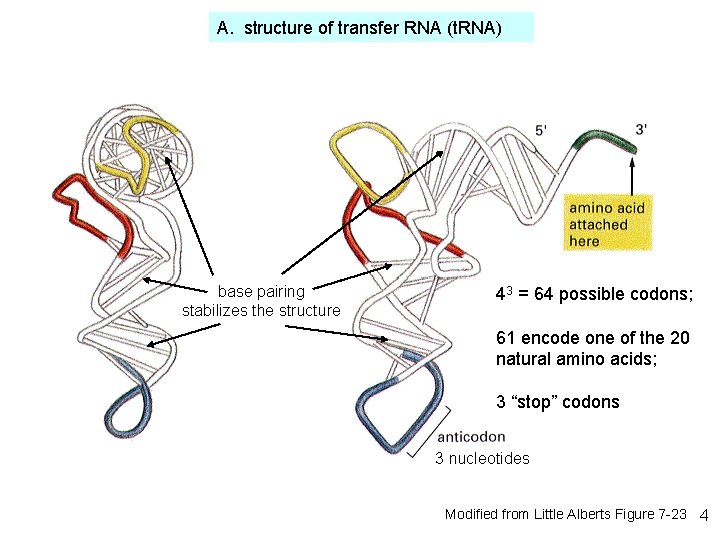 A. structure of transfer RNA (t. RNA) base pairing stabilizes the structure 43 =