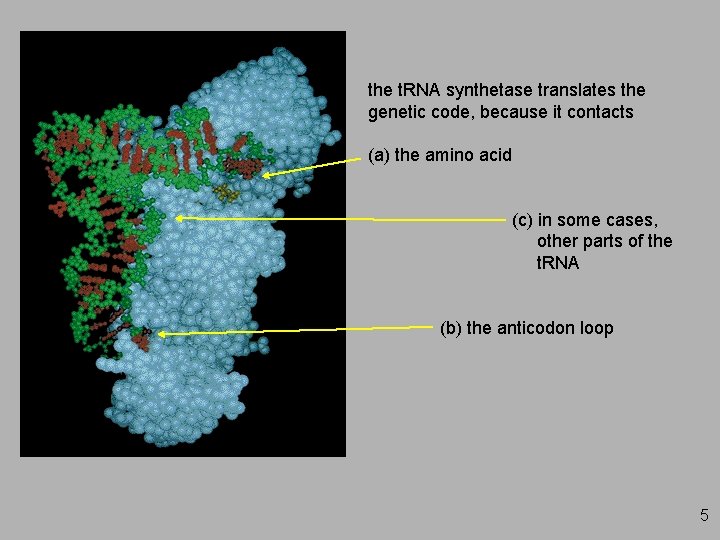 the t. RNA synthetase translates the genetic code, because it contacts (a) the amino