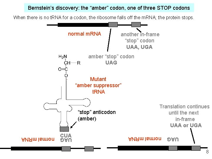 Bernstein’s discovery: the “amber” codon, one of three STOP codons When there is no