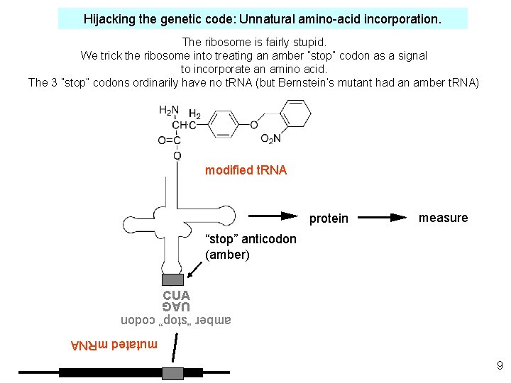 Hijacking the genetic code: Unnatural amino-acid incorporation. The ribosome is fairly stupid. We trick