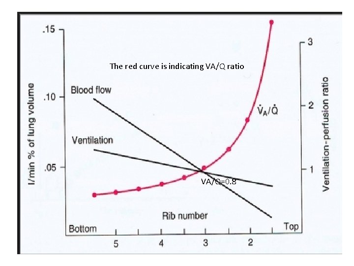 The red curve is indicating VA/Q ratio VA/Q=0. 8 