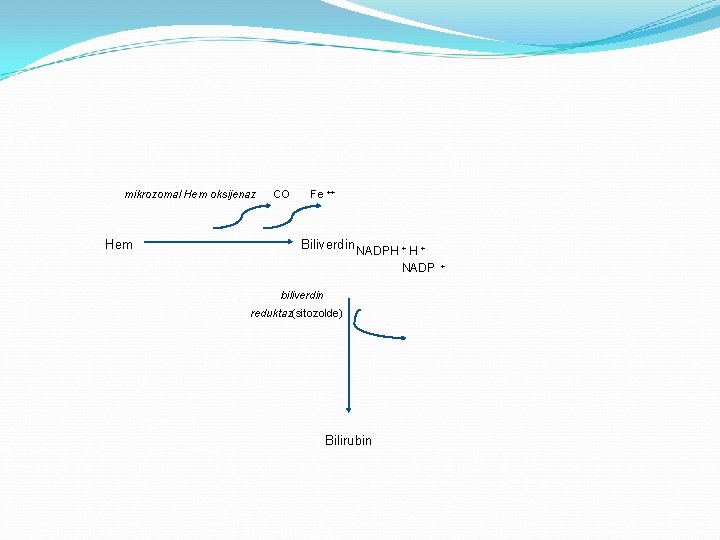 mikrozomal Hem oksijenaz Hem CO Fe ++ Biliverdin NADPH + NADP biliverdin reduktaz(sitozolde) Bilirubin