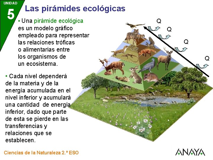 UNIDAD Las pirámides ecológicas 5 • Una pirámide ecológica 3 es un modelo gráfico