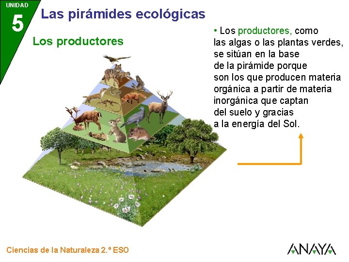 UNIDAD 5 3 Las pirámides ecológicas Los productores Ciencias de la Naturaleza 2. º