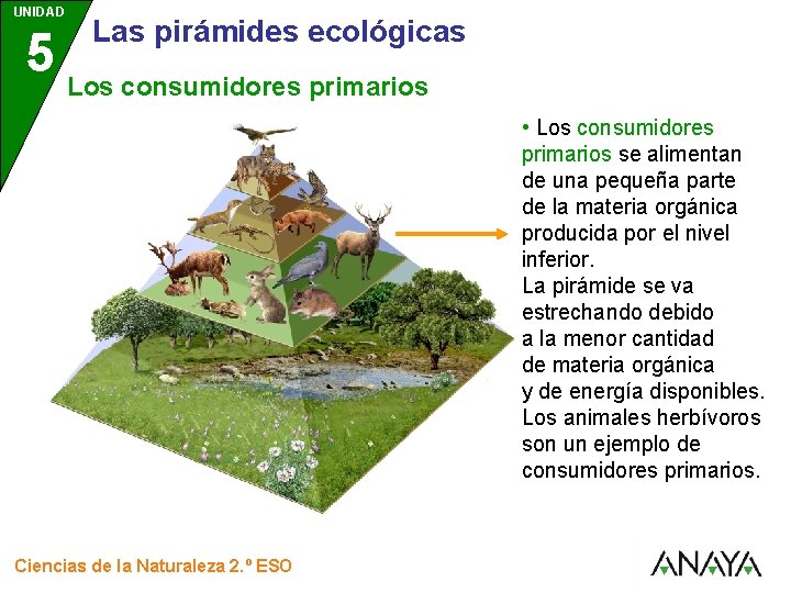 UNIDAD Las pirámides ecológicas 5 Los consumidores primarios 3 • Los consumidores primarios se