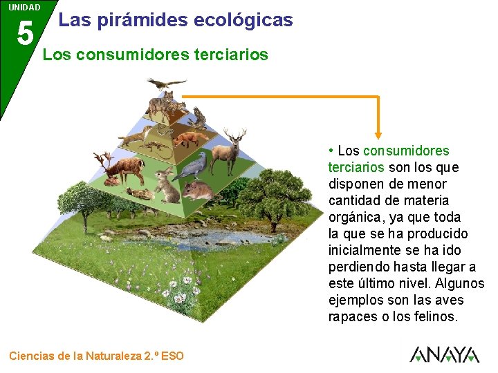 UNIDAD Las pirámides ecológicas 5 Los consumidores terciarios 3 • Los consumidores terciarios son