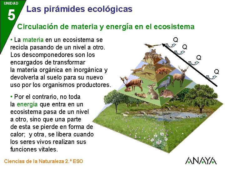 UNIDAD 5 3 Las pirámides ecológicas Circulación de materia y energía en el ecosistema