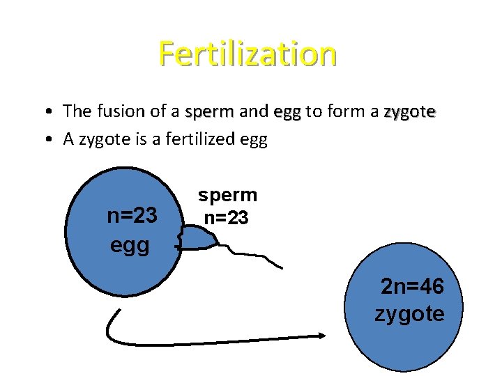 Fertilization • The fusion of a sperm and egg to form a zygote •