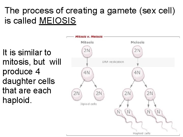 The process of creating a gamete (sex cell) is called MEIOSIS It is similar